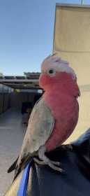 Lost Galah Cockatoo