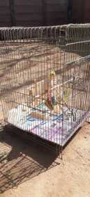 Lost Cockatiel