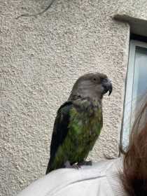 Lost Brown Headed
