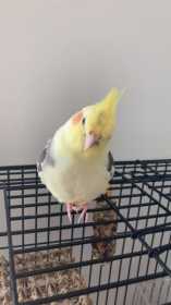 Lost Cockatiel