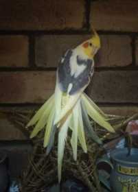 Lost Cockatiel