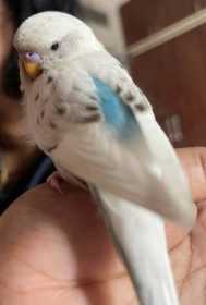 Lost Budgerigar
