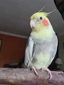 Lost Cockatiel