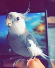 Lost Cockatiel