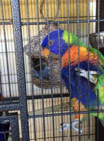 Lost Lory / Lorikeet