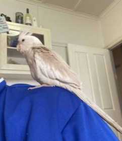 Lost Cockatiel