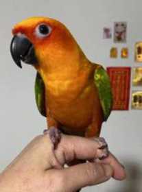 Lost Conure