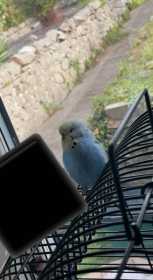 Lost Budgerigar