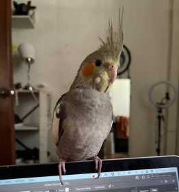 Lost Cockatiel