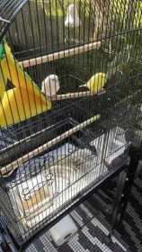 Lost Budgerigar