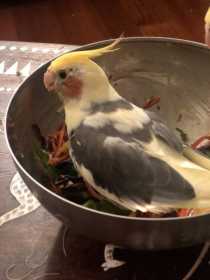Lost Cockatiel
