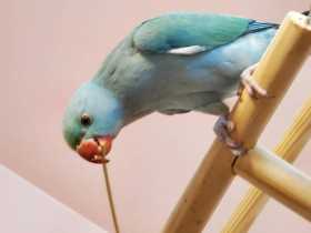 Lost Indian Ringneck Parakeet