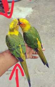 Lost Conure