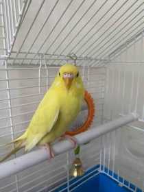 Lost Budgerigar