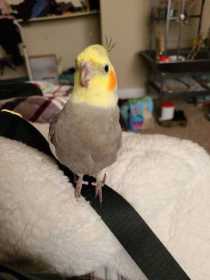 Lost Cockatiel