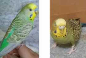 Lost Parakeet