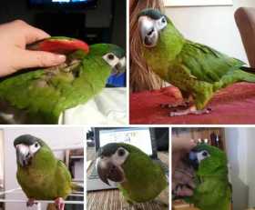 Lost Macaw
