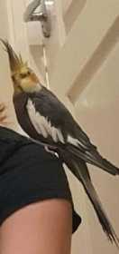 Lost Cockatiel