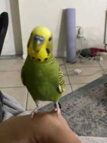 Lost Budgerigar