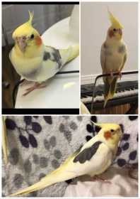 Lost Cockatiel