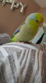 Lost Parrotlet