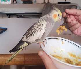 Lost Cockatiel