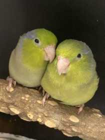 Lost Parrotlet