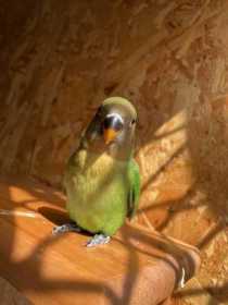 Lost Lovebird