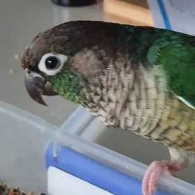 Lost Conure