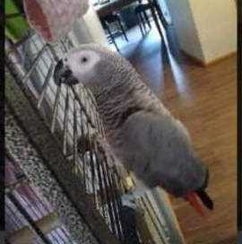 Lost African Grey