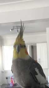 Lost Cockatiel