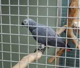 Lost African Grey