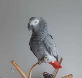 Lost African Grey