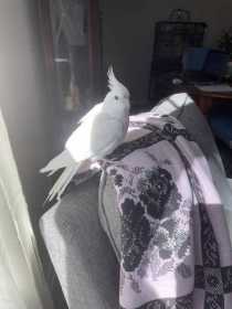 Lost Cockatiel