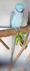 Lost Indian Ringneck Parakeet