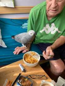 Lost African Grey