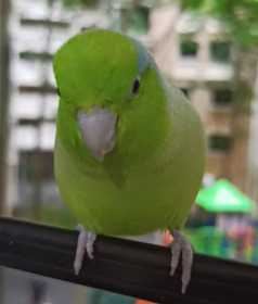 Lost Parrotlet