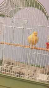 Lost Canary
