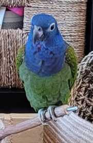 Lost Blue-Headed Pionus