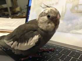 Lost Cockatiel