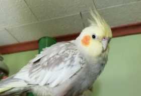 Lost Cockatiel