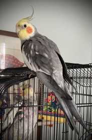 Lost Cockatiel