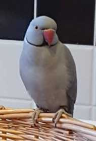 Lost Indian Ringneck Parakeet