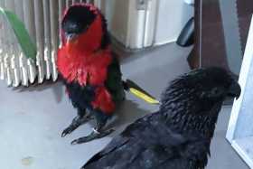 Lost Lory / Lorikeet