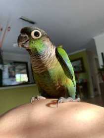 Lost Conure