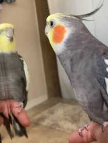 Lost Cockatiel