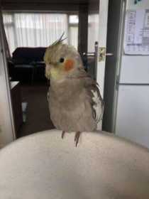 Lost Cockatiel