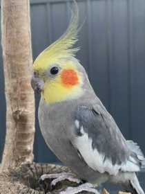 Lost Cockatiel