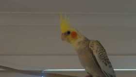 Lost Cockatiel