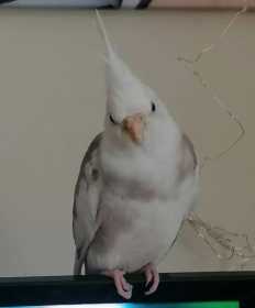 Lost Cockatiel